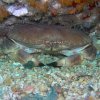 Crabe Tourteau 1